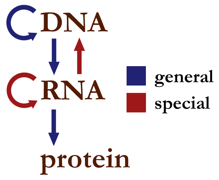 Information flow in biological systems (Source [Wikipedia](https://en.wikipedia.org/wiki/Central_dogma_of_molecular_biology)).