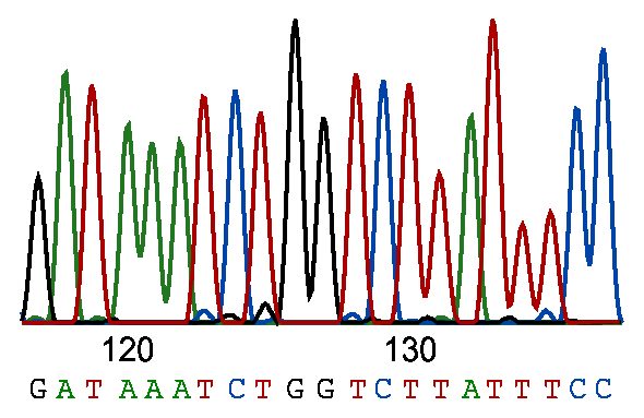 Processing Sanger sequencing data to a string. (Source [BiteSizeBio](https://bitesizebio.com/27985/sanger-sequencing-genome-won/)).