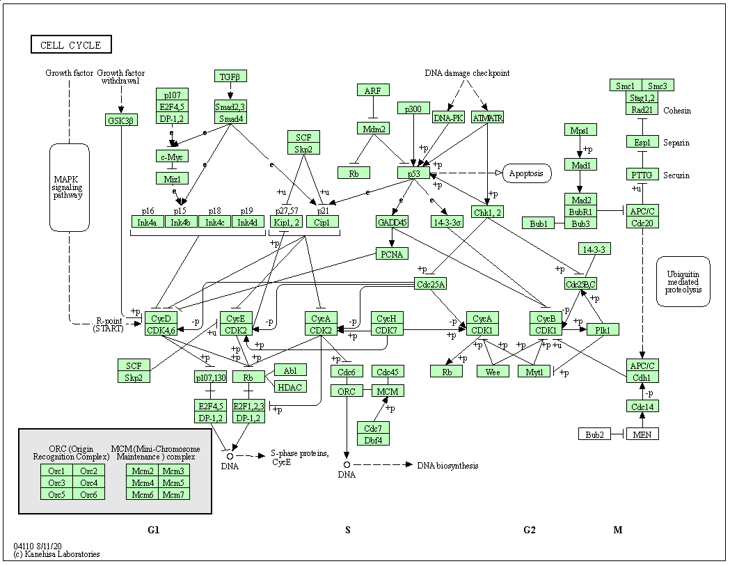 KEGG pathway for cell cycle.